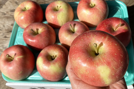 【甘酸適和】早生ふじ🍎ほのか🍎たっぷり10kg キズなし良品 化学肥料不使用 低農薬 青森県特別栽培認証取得
