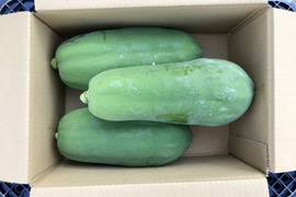 【鹿児島産】甘塩青パパイヤ箱込み2キロ^_^