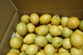 低農薬栽培　 広島県産　レモン 2kg(箱込み)