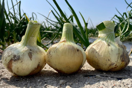 数量限定!淡路島新玉ねぎ Sサイズ 5㎏箱