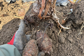 三毛猫コフィ様専用◼️生姜土付き500g、里芋土付き500g