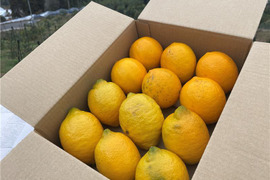 【お得なセット】おすすめ！リスボン＆マイヤーレモンの食べ比べセット　２キロ