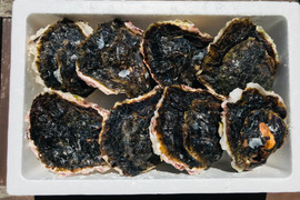 奥能登！　里海の恵み！　穴水産濃厚　岩牡蠣（生食用）　8個　＜300g以上　/１個＞