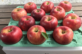 葉とらず　サンつがる　約3kg