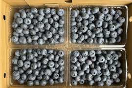 長野県のブルーベリーで産地直送の商品｜食べチョク｜産地直送