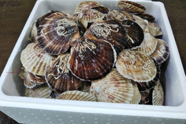 活ホタテ３年貝　生食用10ｋｇ(55～65枚)　２月いっぱいで終了