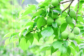 【手摘み】南高青梅　小梅サイズ　２ｋｇ 農薬不使用 自然栽培 四万十産
