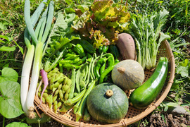〈少量サイズ〉信州の朝霧と寒暖差が育てた　旬の野菜セット【10品目】