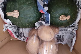 🎃🥔秋のほくほく野菜セット！えびすカボチャ1～2玉＋ジャガイモ約1kg｜品種・サイズおまかせ｜農薬・化成肥料不使用
🥔🎃
