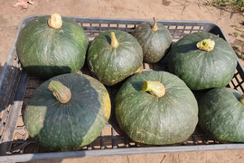 🎃ほくほく甘く濃厚！太陽の恵みで育った「えびすカボチャ」約2.7～3kg（2〜3玉）｜煮物・天ぷら・スープにも｜農薬・化成肥料不使用🎃