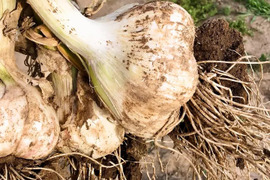 【予約受付】青森県産 にんにく Mサイズ以上 1kg【令和7年度産】福地ホワイト６片種 白玉王