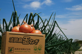【数量限定特別価格】【数量限定：大家族・飲食店応援企画】淡路島産玉ねぎ訳あり10ｋｇ