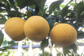 樹上完熟　甘夏みかん10kg（在来種　川野夏橙かわのなつだいだい）ご家庭用　農薬節約40％減