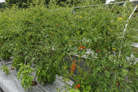 ソバージュ栽培ミニトマトセット『ロッソナポリタン』と『ナポリターナカナリヤ』