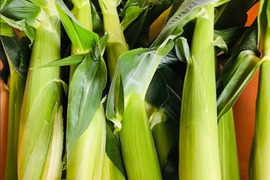 【今だけ】ホワイトショコラのヤングコーン（数量限定）３kg