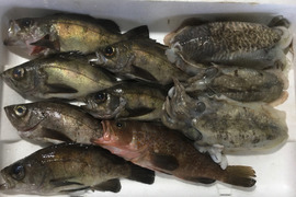 黒メバル/コウイカセット 水揚げ次第発送