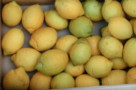 農薬・肥料・ワックス不使用！自家製レモン1kg