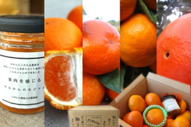 【ゲン担ぎ福袋】甘～い完熟みかんや希少柑橘の食べ比べにおみかんの生ジャム！数量限定！一年の最後は皆で笑ってニコニコ（2525）♪「旬のこだわり柑橘食べ比べ福袋」訳あり品　約2kg入【商品番号1103】