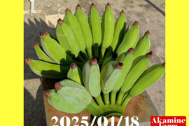 数量限定です！貴重『アップルバナナ』約2kg