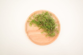ディル 土壌栽培のマイクログリーン マイクロリーフ 5g