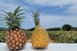 石垣島産ピーチパインとスナックパインの食べ比べセット❗【3玉】【初回限定BOX】