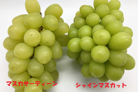 希少！勝沼産「マスカサーティーン」と「シャインマスカット」の食べ比べセット1.2㎏