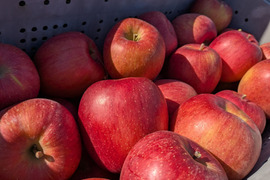 あいかの香り2.8キロ(7～12個)