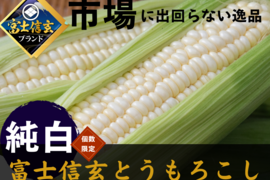 今までひた隠しにしてきた純白の富士信玄とうもろこし特大4本約1.5kg☆期間限定販売☆旬の甘い朝採れトウモロコシ🌽7月中旬予約🌽