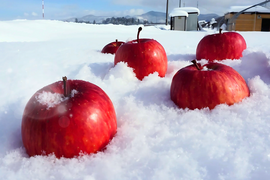 【貯蔵リンゴ】ふじ サンふじ  約8〜10玉 3キロ 希少 発送 りんご 雪室 秋田 雪 甘い 雪中貯蔵 長期保存りんご りんごの効能 Apple 母の日 ギフト フルーツ 家庭用