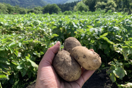 【神鍋山の黒土で育ちました】兵庫県但馬産新じゃがいも（メークイン）５kg（箱入）