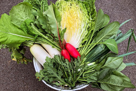 ふれあい農園の野菜セット４～５品目