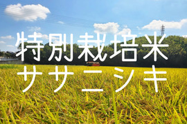 令和6年産 特別栽培米 ササニシキ「うみ幸やま幸」5kg 精米(玄米、3・5・7ぶつき) みえの安心食材認定