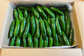 今だけ価格！栃木県産フレッシュハラペーニョ！箱込み約10kg