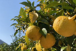 訳あり品！残りわずか！【清流育ち】柚子、柚子ジャムや果実酒、ポン酢やシロップなどにいかがですか？(１kgから５kgまで選択できます)