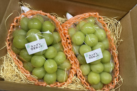 先行予約【大好評】ジューシーで甘〜い信州産シャインマスカット！
【ご贈答用】１㎏以上
S-g1