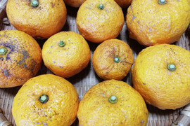ユズ（完熟）１㎏【農薬化学肥料不使用】【あわせ買い可】【熨斗(のし)対応可】
