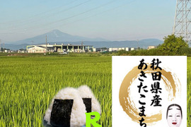 【令和７年新米】秋田県産あきたこまち１０月中旬以降発送【予約】玄米２０ｋｇ