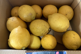 農薬不使用　熊本産　レモン　1.5kg