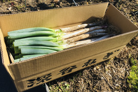 今期最終です！深谷ネギ/泥付、サイズ色々！「甘ーい蜜入り甘露ねぎ」 5kg