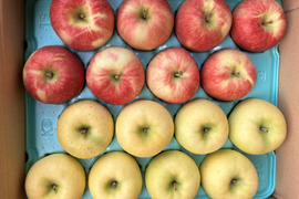 良品りんご2種類食べ比べセット5kg 贈答用にもおすすめ🍎🍏ネオニコフリー・化学肥料不使用・低農薬で特別栽培認証取得✨キズなし良品🎁ギフト・おもてなしにもおすすめです😊