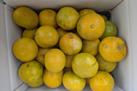 最小限の農薬除草剤未使用　和歌山県橋本市産　ご家庭用八朔サイズM以上(約9〜10キロ箱込み)