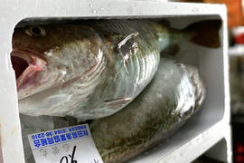 鍋の季節！秋田県産‼️真鱈BOX‼️［タラ］メス4キロ