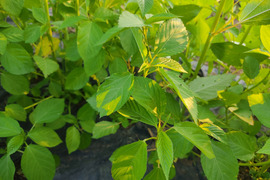 🌿夏バテ知らずのネバネバ野菜！朝採れモロヘイヤ 約500g｜王様の野菜・圧倒的なネバネバ感と濃い旨み！栄養たっぷり・農薬・化成肥料不使用🌿