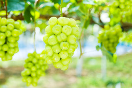 大人気❗️岡山県産　瀬戸ジャイアンツ　秀　8房　1房約650g前後 楽天市場】【9/10限定！全額ポイントバックの大チャンス】岡山産