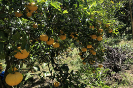 甘夏5kg(農薬・化学肥料不使用)＊房州産