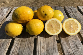 【Ｂ級品】さわやかな香りと酸味　エコレモン 3㎏【伊豆レモン】