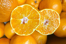 【愛媛県中島産】プチプチ食感！はるみみかん！サイズ混合3kg