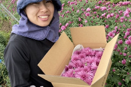 食用菊『かきのもと』☆食べれるお花☆秋にしか味わえないシャキシャキ食感！どうぞお楽しみくださ〜い♪( ´▽｀)   【1Kg】