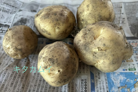 新じゃが食べ比べ❣️きたあかり、キタカムイ、メークイン約700g✖️3種で約2kgのセットで。