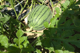 【単品🏣ゆうパック】スイカ🍉Sサイズ☆俵型 ☆農薬、除草剤、化学肥料不使用☆横幅（長い方）約20〜25cm 直径約15cm〜18cm